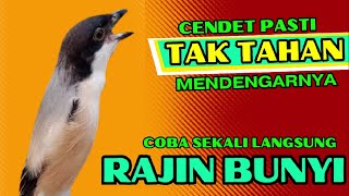Download lagu PASTI TAK TAHAN CENDET MENDENGARNYA❗ PANCINGAN CENDET AGAR RAJIN BUNYI❗❗ mp3 Download lagu PASTI TAK TAHAN CENDET MENDENGARNYA❗ PANCINGAN CENDET AGAR RAJIN BUNYI❗❗ mp3