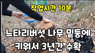 나무 자르고 밑둥에 느타리버섯을 키우는방법! 3년간 봄가을 수확~ #느타리버섯재배 #느타리버섯키우기 #느타리…