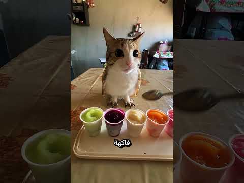 قطة طريفة تجرب 4 نكهات من الآيس كريم! 🍦😹#shortvideo