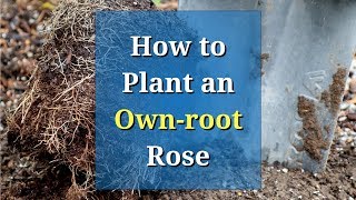 How to Plant an Own-root Rose - Easy Steps