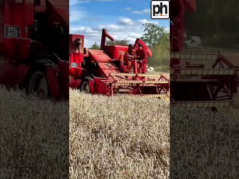 A Massey Harris 780 special combine harvester in action