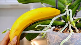 How to Revive Any Weake Orchid with This Banana Trick — Root Explosion Guaranteed! 🍌🌱