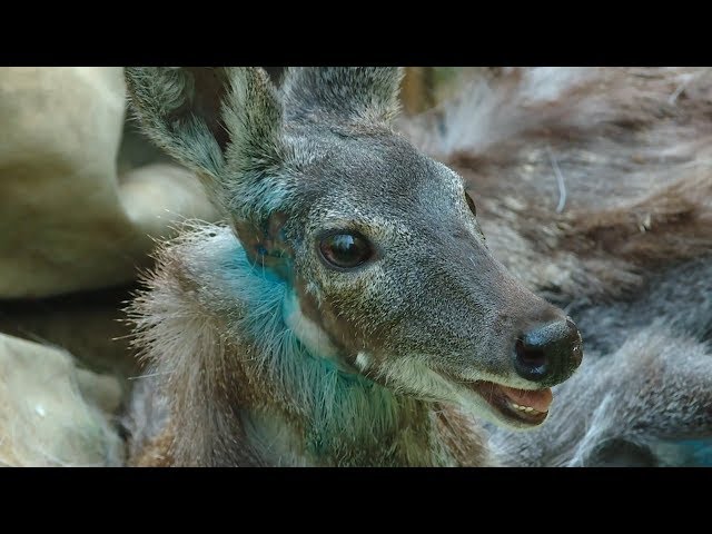 Неожиданная гостья