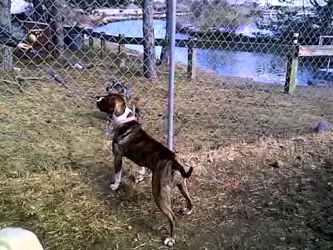 Lacey, an adopted Boxer Mix in Quincy, MA_image-1