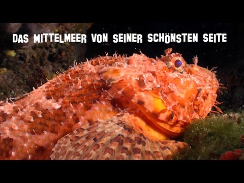 Faszination Mittelmeer, Tauchen in Kroatien, Istrien, Sveta Marina, Scubacenter, TSC-Coesfeld