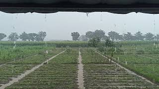 Download lagu MENIKMATI KEINDAHAN ALAM SAAT HUJAN TURUN mp3