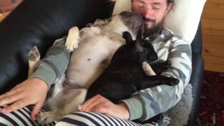 Pups sleeping on dad's belly