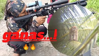 Download lagu GANAS...! PREDATOR 500cc BERBURU HAMA MONYET DGN SLUG mp3