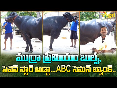Murrah Premium Bull Semen | ముర్రా ప్రీమియర్ బుల్స్, సెవెన్ స్టార్ అడ్డా ABC సెమన్ బ్యాంక్ Tone Agri