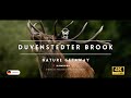Duvenstedter Brook Größtes Naturschutzgebiet Hamburgs Wochenendtrip 4K Video
