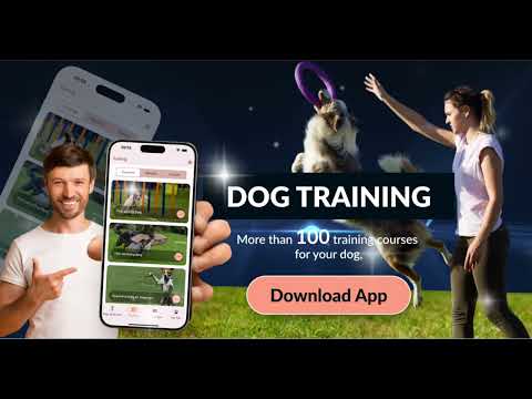 Dog Training & Play With Pets