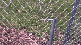 How to patch and repair a chain link fence DIY