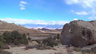 Bishop Buttermilk The Checkerboard[V8 ♡]