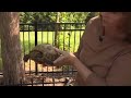 Missing Tortoise Reunited With Owner After Nine Months On The Run