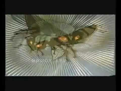 El Avispón Verde - Capitulo 11 - El Cazador y la Presa