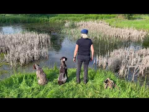 Steadiness for Water Retrieves with young HPR