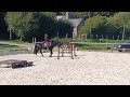 Poney D Connemara 3 ans (male)