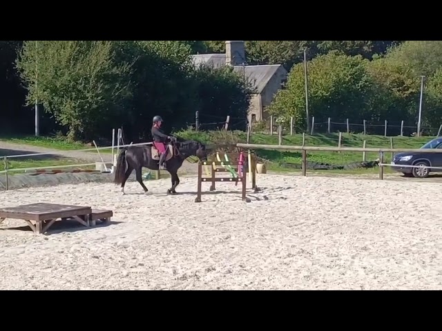 Poney D Connemara 3 ans (male)