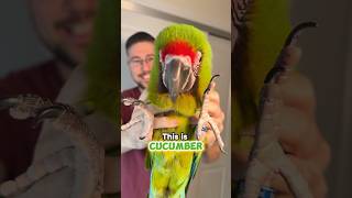 This is Cucumber the Great Green Macaw!