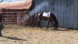 preview picture of video '2008 Large pony gelding by Alra Blue Radiance'