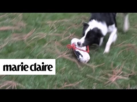 6 Things Only Dog Owners Can Relate To | Marie Claire