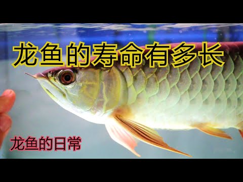 龍魚壽命