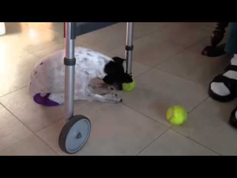 Vickie Mia and the tennis ball