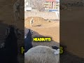 Goat Attacks The Puppy And Guard Dog Sees It Fratalkan0434