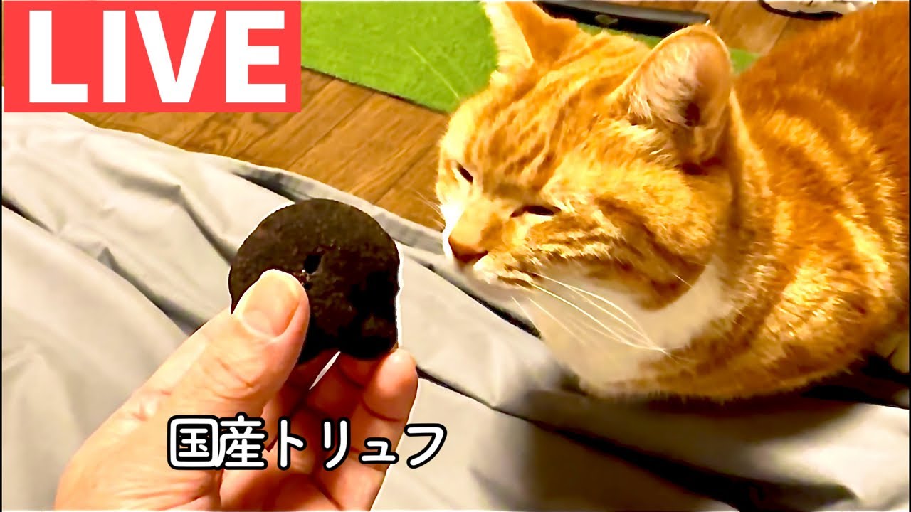 猫と国産トリュフと今後について