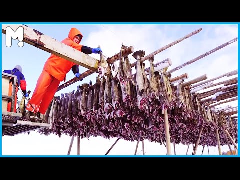 🐟 Salted Codfish Processing in Factory - Amazing Codfish Fishing Vessel - Cod Fish: Big Catching