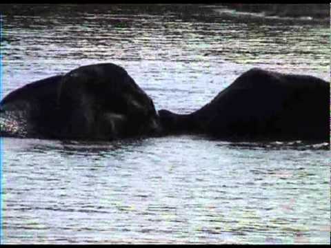 Elephant 08 - South Africa Travel Channel 24