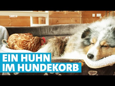 Huhn "Lotte" darf bei ihrer Retterin bleiben - Mit vier Hunden statt einer Hühnerschar