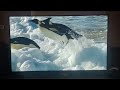 Blue Planet Audio Description Part 6