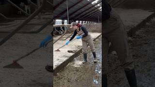 Hands-On Barn Cleaning on an American Dairy Farm 🐄🌾