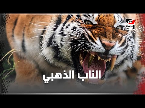 الإنسانية أولا .. رحلة نمر من إيطاليا لألمانيا لزراعة ناب ذهبي