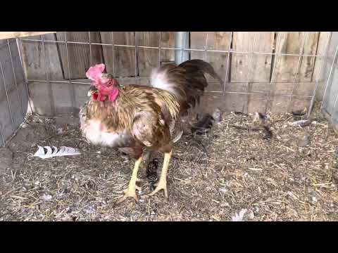 Chocolate 🍫 Boles Henny Stag