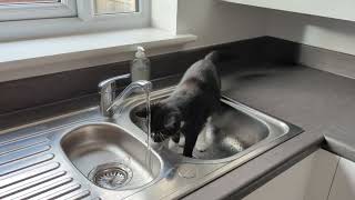 Cat Curiously Looking at Open Faucet Falls Off Kitchen's Slab - 1497402