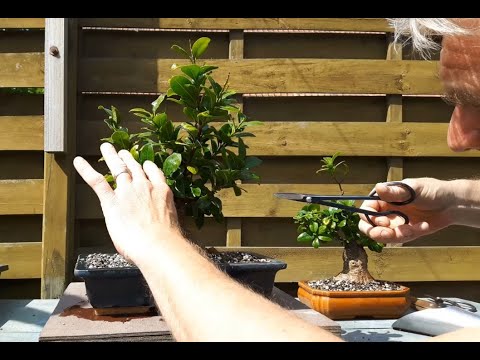 paraziták a bonsai ban