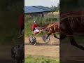 Pai Dos Cavalos Se Chama GORA LOOK MAGO