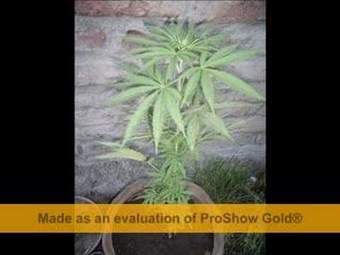 gAnyA mArihUAnA sTyle  by fAmCorP