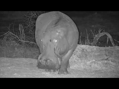 Djuma: Lone Hippo(healed leg) arrives - 23:52 - 10/18/19