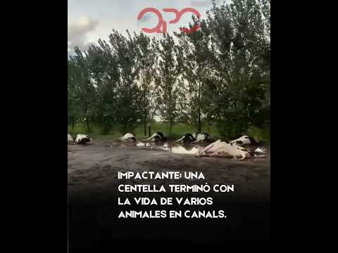 ⚡🐄 Impactante: una centella terminó con la vida de varios animales en Canals.