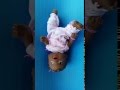 Baby Alive Doll By Hasbro Interactive Doll Wiggles