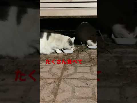 冬季の給餌に関する規定 サービス