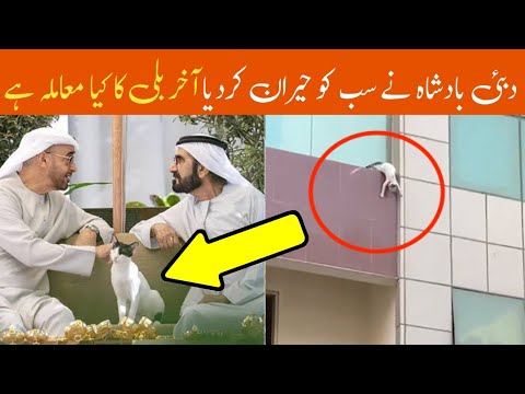 Dubai Ruler Sheikh Mohammed bin Rashid Al Maktoum -Cat Spotted Video- Pakistani Expat Went Viral