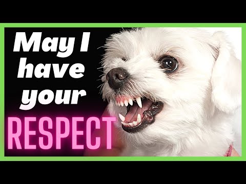 9 Things Maltese HATE About Humans