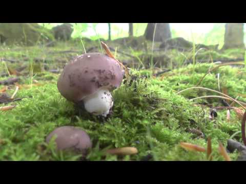 Russula Cyanoxantha en mayo de 2014 (gibelurdiña, seta carbonera, urretxa...)