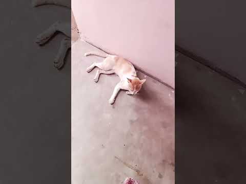 #youtubeshorts 😂😂😂😂