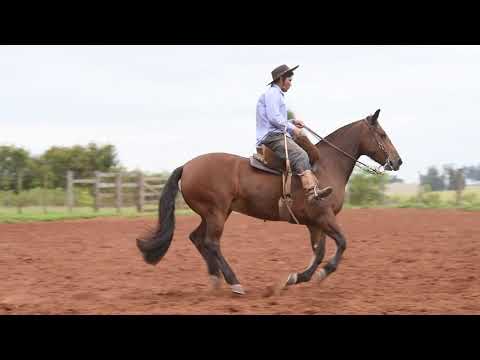 Lote 10 LA CASTELLANA OBRA PRIMA