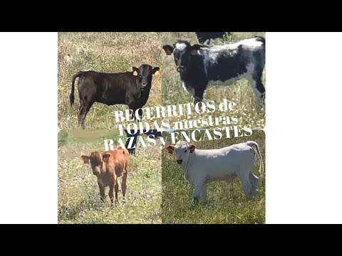 BECERRITOS de Todas nuestras RAZAS y ENCASTES